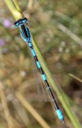 Coenagrion scitulum